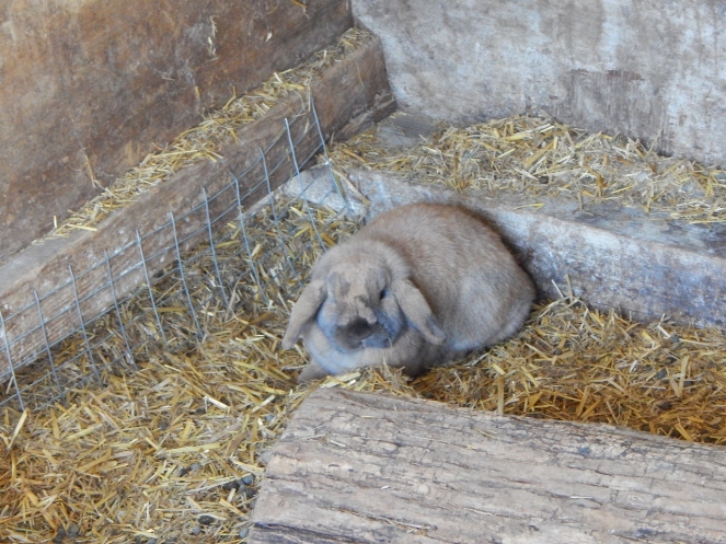 Megan (Photogrpahy, bunnies, farm) 105 (1280x960)